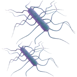 Inneo - Listeria