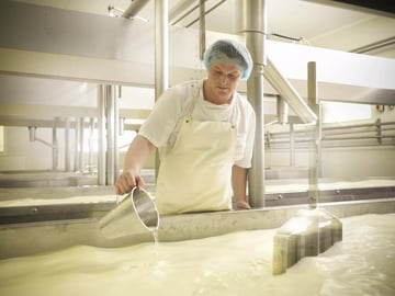 Cheesemaker adding calf rennet to milk